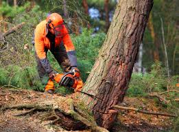 Professional Tree Care in Shannon Hills, AR