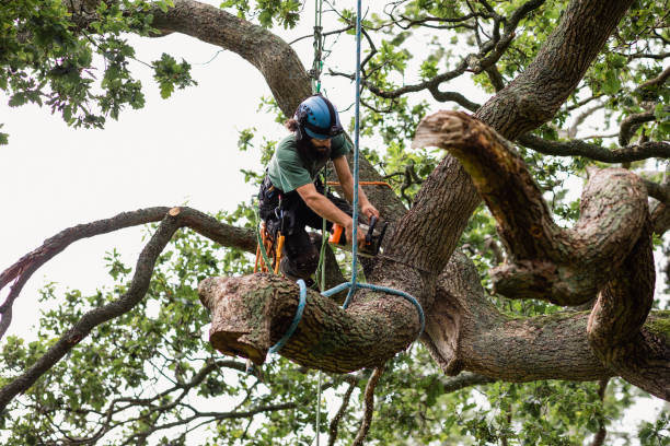 Best Tree and Shrub Care  in Shannon Hills, AR