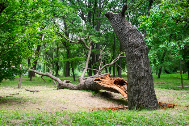 How Our Tree Care Process Works  in  Shannon Hills, AR