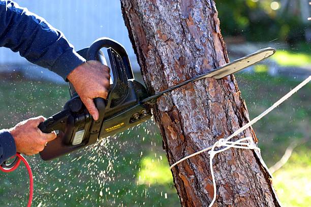 Best Tree Risk Assessment  in Shannon Hills, AR