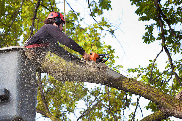 Best Emergency Tree Removal  in Shannon Hills, AR