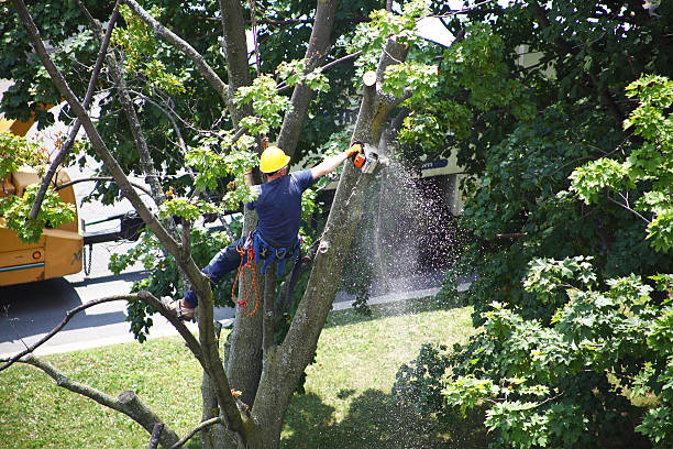 Best Tree Cabling and Bracing  in Shannon Hills, AR