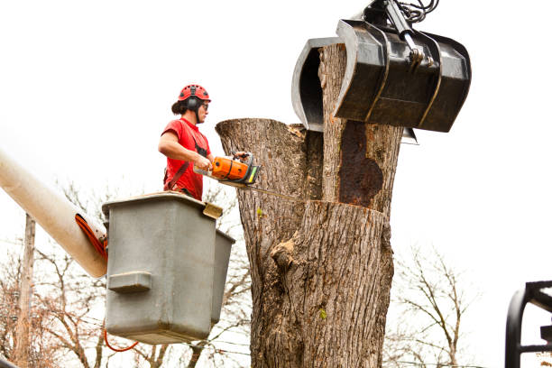 Best Tree Disease Treatment  in Shannon Hills, AR